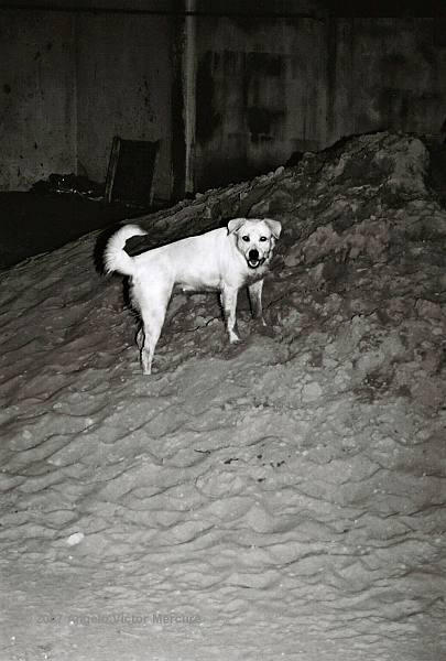 101 - Feral Dogs