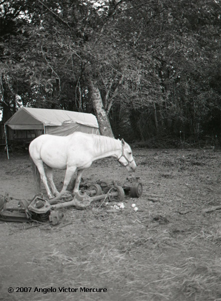 325 - Horses