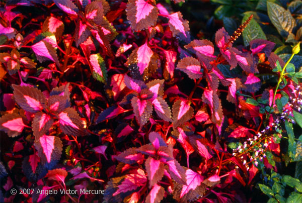 912 - Twilight Imagery