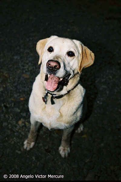 1029 - Pets and People