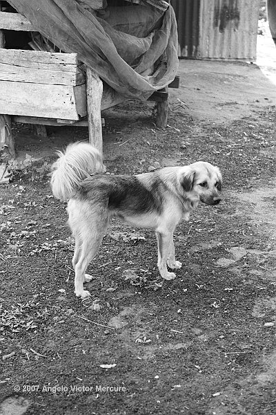 106 - Feral Dogs
