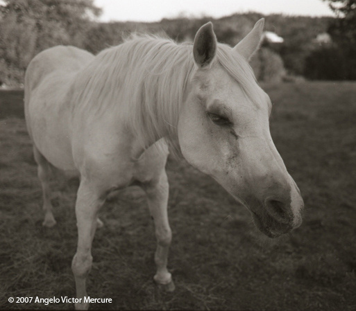 319 - Horses