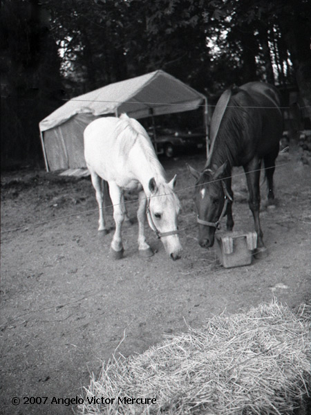 333 - Horses