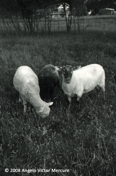 2610 - Farm Animals
