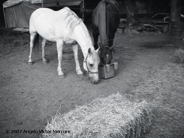 335 - Horses
