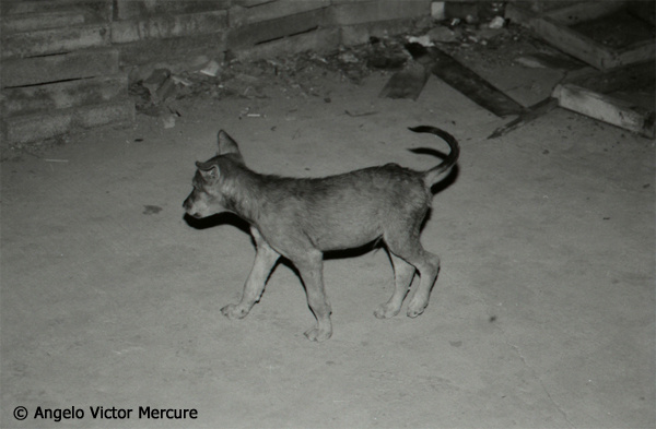 108 - Feral Dogs