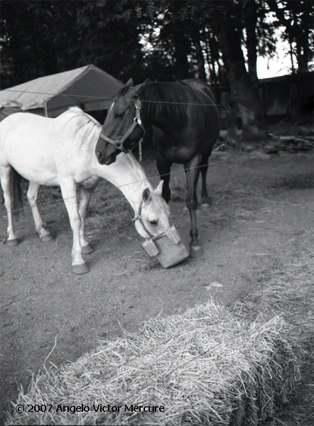 334 - Horses