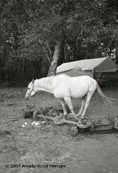 327 - Horses