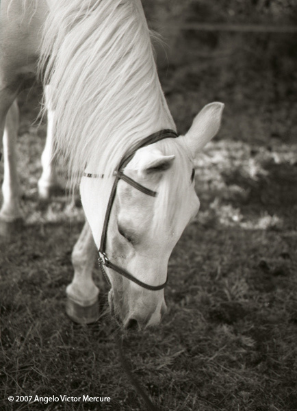 318 - Horses