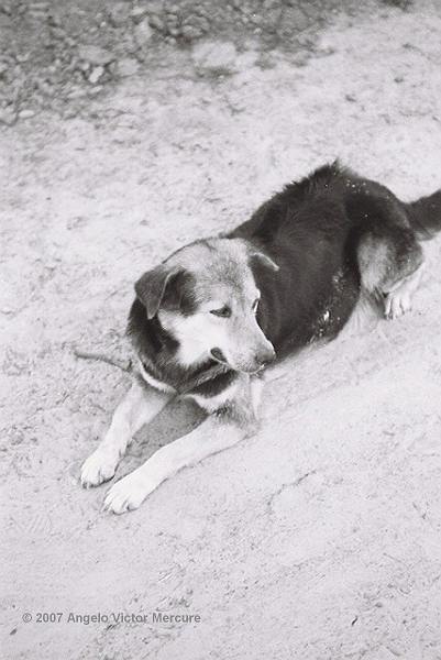 100 - Feral Dogs