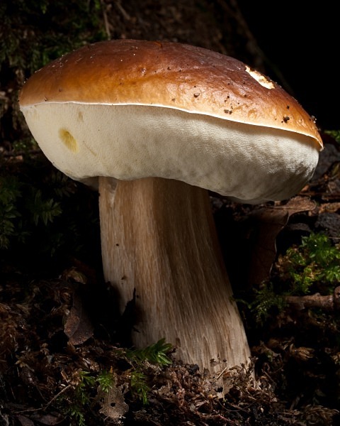 'Penny Bun' mushroom, photographed by Roger Butterfield.