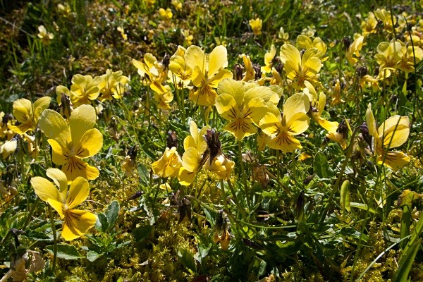 Mountain Pansies #02 - Deep Dale Nature Reserve