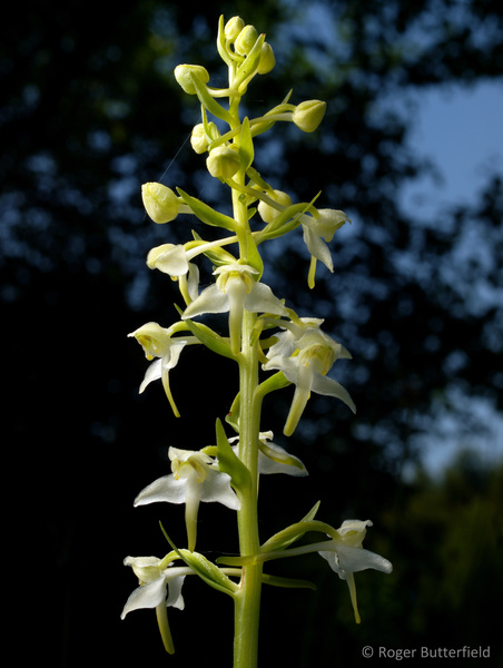 Greater Butterfly-orchid photographed by Roger Butterfield