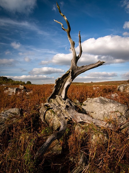 Wharncliffe Chase, photographed by Roger Butterfield.