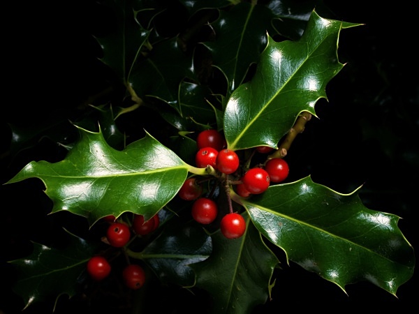 Holly berries photographed by Roger Butterfield