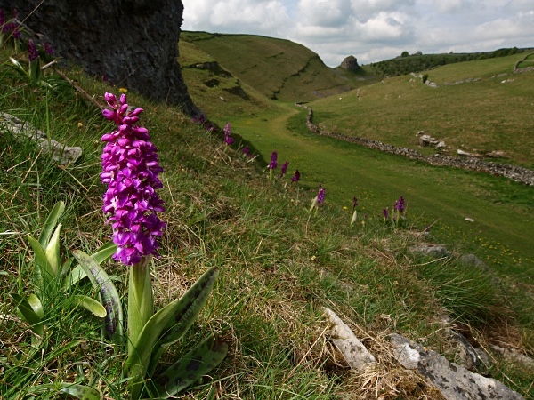 Cressbrook Dale photographed by Roger Butterfield
