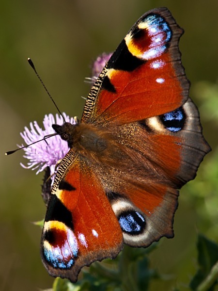 Photograph of Peacock butterfly by Roger Butterfield