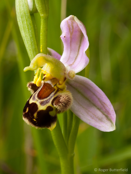 Bee Orchid photographed by Roger Butterfield