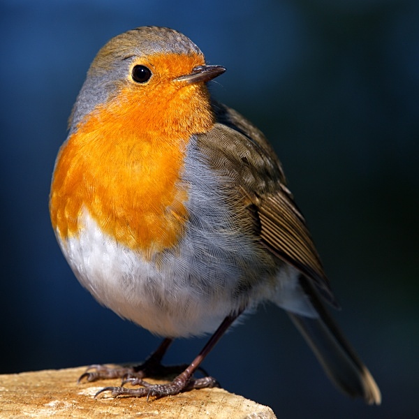 European Robin photographed by Roger Butterfield