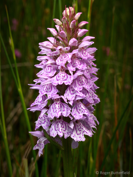 Heath Spotted-orchid photographed by Roger Butterfield