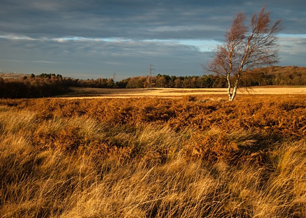 Wharncliffe Chase, photographed by Roger Butterfield.