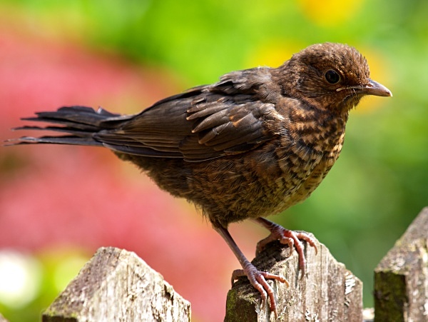 Blackbird photographed by Roger Butterfield
