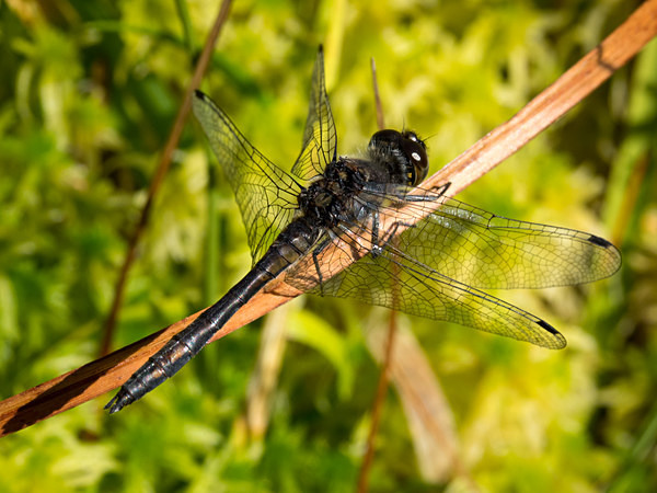 Black Darter dragonfly photographed by Roger Butterfield