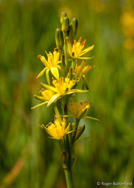Bog Asphodel photographed by Roger Butterfield