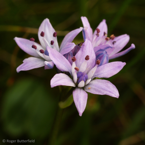 Spring Squill photographed by Roger Butterfield