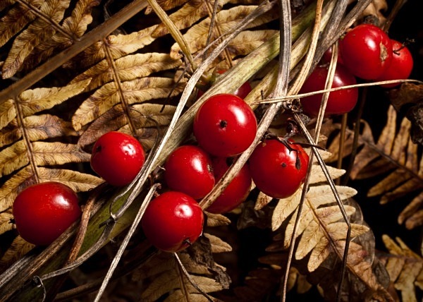 Black Bryony - Berries & Fruit