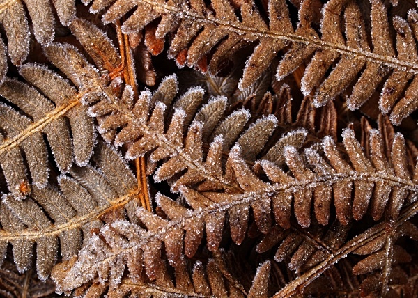 Frosted Bracken - Winter