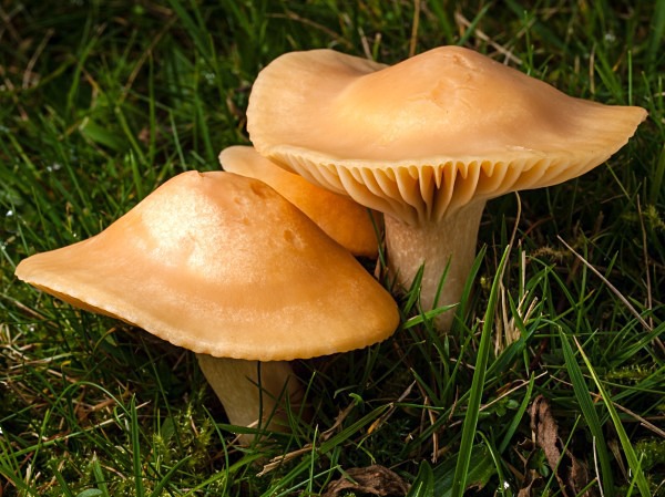 Meadow Waxcap mushrooms, photographed by Roger Butterfield.