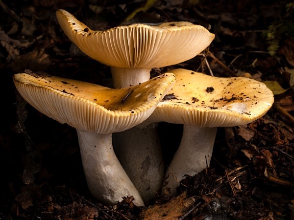 'Ochre Brittlegill' mushrooms, photographed by Roger Butterfield.