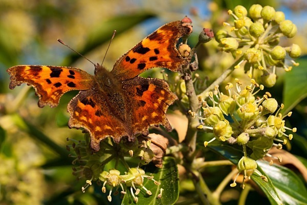 Photograph of Comma butterfly by Roger Butterfield
