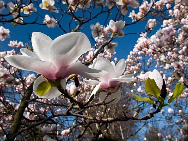 Magnolia blossom photographed by Roger Butterfield