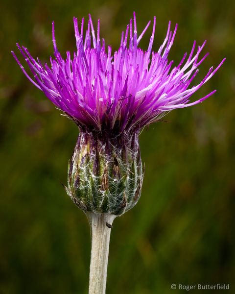 Meadow Thistle photographed by Roger Butterfield