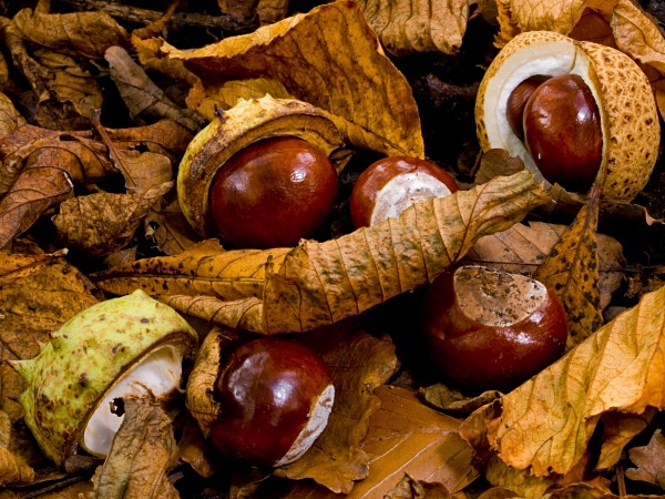 Horse Chestnuts #1 - Autumn