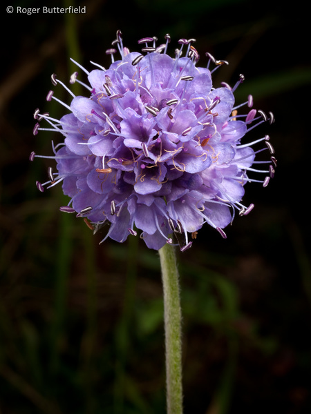 Devil's-bit Scabious photographed by Roger Butterfield