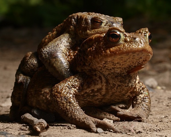 Common Toad photographed by Roger Butterfield