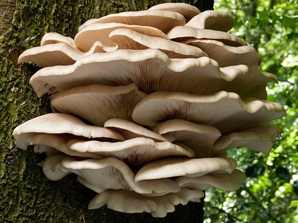 'Oyster Mushrooms', photographed by Roger Butterfield.