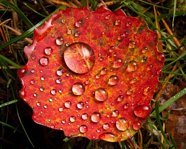 Aspen leaf - Autumn