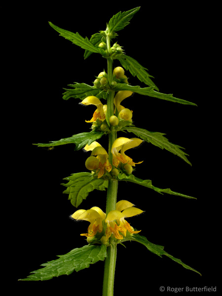 Yellow Archangel photographed by Roger Butterfield