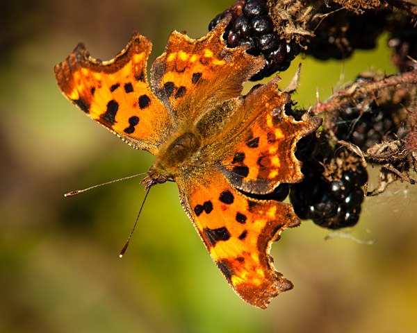 Comma butterfly photographed by Roger Butterfield
