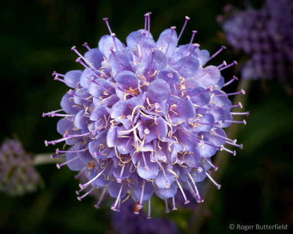 Devil's-bit Scabious photographed by Roger Butterfield