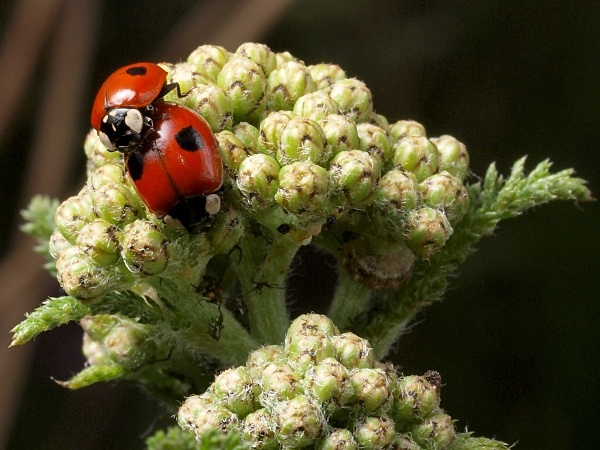 Two-spot Ladybird - Sharrow School's Green Roof