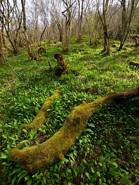 Cressbrook Dale photographed by Roger Butterfield