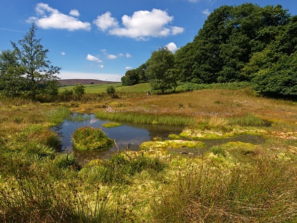 Rocher Bog - Landscapes & Habitats