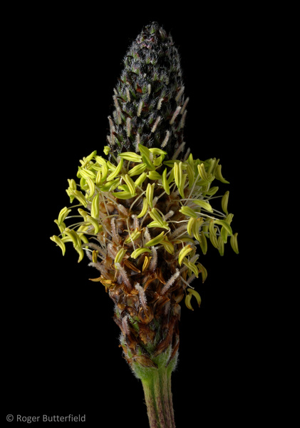 Ribwort Plantain photographed by Roger Butterfield