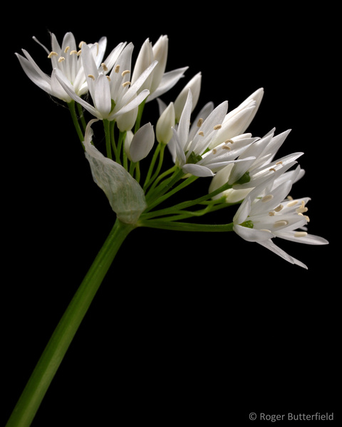 Ramsons photographed by Roger Butterfield