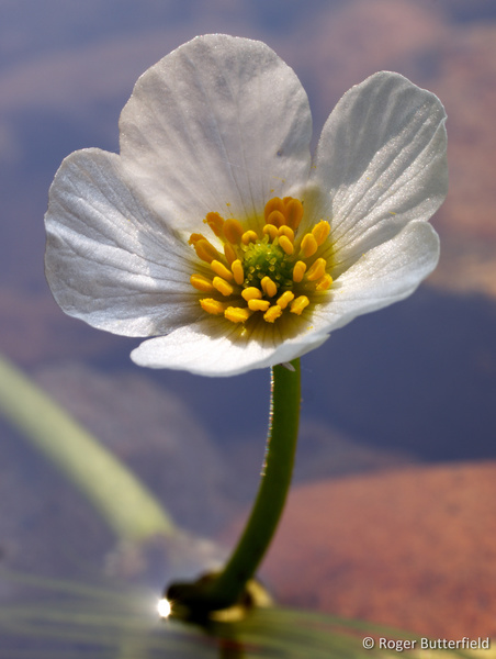 River Water-crowfoot photographed by Roger Butterfield